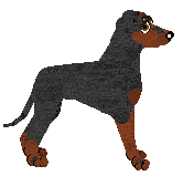 Manchester Terrier - Java