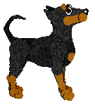 Manchester Terrier - Faerie Barn Dance (Standard)