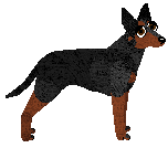 Manchester Terrier - PDH's Resources (Toy)