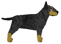 Miniature Bull Terrier - Supernova