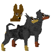 Miniature Pinscher - VPZ