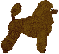 Miniature Poodle - Supernova