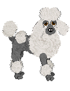 Miniature Poodle - Unknown