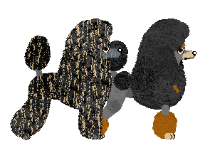 Miniature Poodle - Bekki (Miniature)