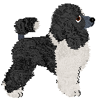 Multicoloured Poodle - Supernova V1 (Toy)