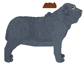 Neapolitan Mastiff - Java