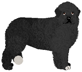 Newfoundland - Supernova