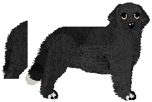 Newfoundland - Paranoia