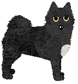 Norwegian Buhund - Supernova V1