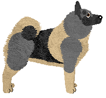 Norwegian Elkhound - Java