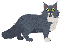 Norwegian Forest Cat - BlimeyCat