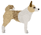 Norwegian Lundehund - Supernova