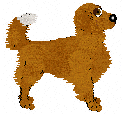 Nova Scotia Duck Tolling Retriever - Bekki V1
