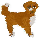 Nova Scotia Duck Tolling Retriever - Silent Reverie