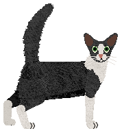 Oriental Longhair - Supernova V2