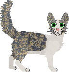 Oriental Longhair - VPZ