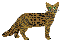 Oriental Longhair - Supernova V1