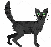 Oriental Longhair - Sunhill