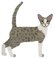 Oriental Shorthair - Supernova V2