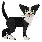 Oriental Shorthair - Cargo