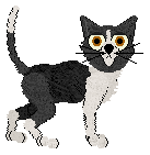 Oriental Shorthair - PF Magic