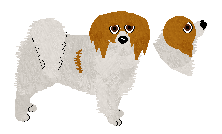 Papillon - Supernova (Phalene) V2