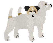 Parson Russell Terrier - Cierra V4