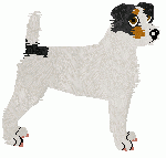 Parson Russell Terrier - Abnormality