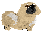 Pekingese - Abnormality V1