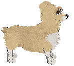 Pembroke Welsh Corgi - Abnormality (Vicki)