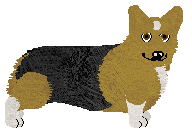 Pembroke Welsh Corgi - Supernova