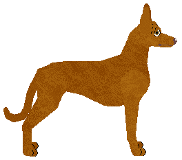Pharaoh Hound - Dragonstone