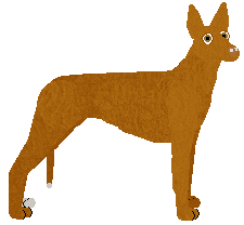 Pharaoh Hound - Java