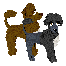 Portuguese Water Dog - WHK