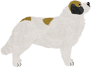 Pyrenean Mastiff - Abnormality