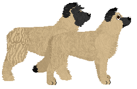 Pyrenean Shepherd - Fango
