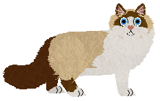 Ragdoll - Semicolon
