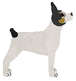 Rat Terrier - Unknown