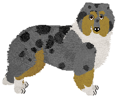Rough Collie - Iola