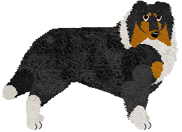 Rough Collie - Supernova