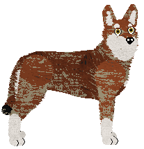 Saarloos Wolfhond - Supernova