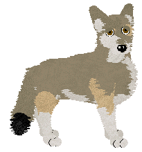 Saarloos Wolfhond - Corvus Corax V1