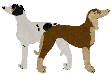 Saluki - ButterflyChaser V1