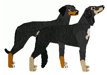 Saluki - Grand Theft