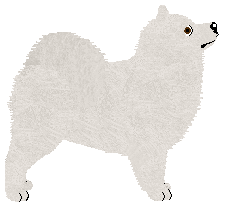 Samoyed - Fango