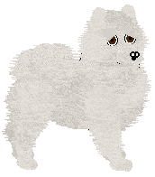 Samoyed - Cheetah Kennelz