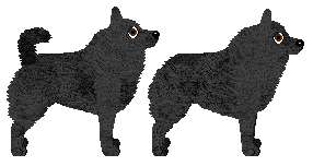 Schipperke - Bramblewood