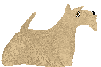 Scottish Terrier - Cierra