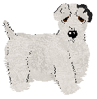 Sealyham Terrier - Unknown
