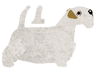 Sealyham Terrier - Supernova